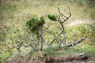Mysteriöse Inseln – Im wilden Nordatlantik, vor der Ostküste von Nova Scotia, liegt ein 40 Kilometer langer Streifen einer Sandbank namens Sable Island. Diese winzige Insel und die sie umgebenden Gewässer sind als „Friedhof des Nordatlantiks“ bekannt und haben seit Ende des 15. Jahrhunderts mehr als 350 Schiffe versenkt. An der trostlosen Küste wurden seit den 1990er Jahren mehr als 4000 tote Robben an Land gefunden. (Kredit: Sandy Sharkey)