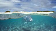 Der Blaue Planet – Dickkopf-Stachelmakrele patrouilliert die Untiefen einer Lagune. Ein Atoll, der Indische Ozean. Diese Top-Räuber sammeln sich in einer flachen Lagune, um die jungen Vögel zu begleiten, die fliegen lernen. Sie springen sogar aus dem Wasser, um sie zu fangen, während sie über ihnen fliegen.