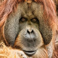 Terra X: Faszination Erde – Tierisch menschlich: Orang-Utans können planerisch denken und handeln.
