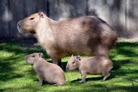 Zoo-Babies – Wasserschwein mit Nachwuchs im Zoo Berlin.