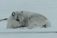 Wilde Paradiese – Durch die „Inselverzwergung“ gehört das Spitzbergen Ren heute zur kleinsten Rentierspezies.