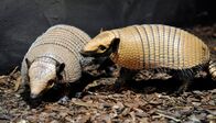 Zoo-Babies – Weißborstengürteltier Oskar (re.) mit Artgenossin im Zoo Berlin