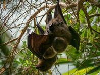 Bronx Zoo - Tierpark der Superlative – Jungle World Bat.