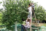 Zu Tisch ... – Die Kinder helfen bei der Orangenblütenernte.