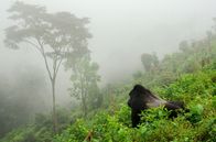 Hüter der Natur – Ein Gorilla im Virunga Nationalpark im Kongo. Wilderer sind eine konstante Bedrohung.