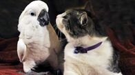 Tierische Freundschaften – Friendship between a cockatoo and a cat