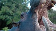 Tierische Eroberer – Fr, 26.04., 00:40 Uhr