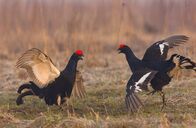 Animal Fight Club – Black Grouse in fight - Male black grouse defend their display sites from neighbouring males by kicking with their legs and pecking with their beak - Social Behavior on the Lek in Black Grouse, Lyrurus Tetrix. (Photo credit: Shutterstock / Vitaly Ilyasov)
