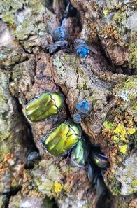 Fabelhafte Insekten – Verschiedene Rosenkäfer und blaue Fliegen an einer Saftlecke, die an einer alten Eiche entstanden ist
