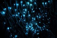 Neuseeland - Rivalen der Urzeit – Tausende "Glow Worms" leuchten in unterirdischen Höhlen, um ihre Beute anzulocken.
