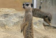 Giraffe, Erdmännchen & Co. – hr-fernsehen GIRAFFE, ERDMÄNNCHEN UND CO.-XL (6), Antibabypille für Flusspferd Petra, Sechsteilige Sendereihe Uhr. Erdmännchen im Opelzoo.