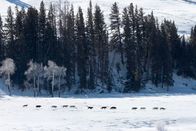 Leben im Rudel – Yellowstone National Park - Wolves have incredible stamina and can run for miles in deep snow when tracking prey. (National Geographic/iStock)