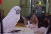 Tierische Freundschaften – Friendship between a cockatoo and a cat