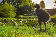 Wildes Neuseeland – Die Küken des Purpurhuhns, auch Pukeko genannt, wirken merkwürdig unproportioniert. Purpurhühner brüten in dichter Vegetation am Ufer von Seen, Sümpfen und langsam fließenden Gewässern. Zur Nahrungssuche begeben sie auch auf angrenzende Flächen.
