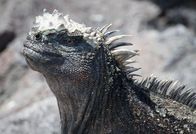 Planet Erde II – Auf Fernandina, einer der Galapagosinseln im Pazifik, lebt eines der seltsamsten Reptilien - der meergehende Leguan. Diese Tiere sind Vegetarier und finden an Land nur wenig Nahrung. So grasen diese Echsen auf dem Meeresgrund.