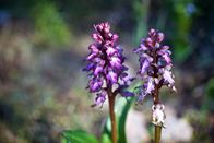 Die Balearischen Inseln – Orchideen auf Formentera.