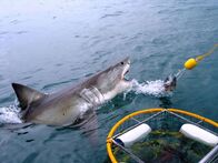 Tierische Freaks – Great White Shark breaches next to a dive cage. Two divers float inside a shark cage. They’re observing the ocean’s greatest predator, the great white shark. And today, they’re in luck. A 15-foot, two-ton white shark takes the nearby bait.