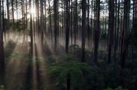 Unter Bäumen – Eukalyptuswälder sind oft sehr vielfältig und können verschiedene Arten von Eukalyptusbäumen sowie andere Pflanzenarten enthalten, die an die ökologischen Bedingungen der Region angepasst sind.