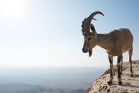 Feindselige Erde – Portrait of a male Nubian ibex (Capra nubiana). Nubian ibex are wild social goats that live on steep terrain and cliffs. Males average almost 140 pounds in weight.