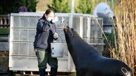 Bronx Zoo - Tierpark der Superlative – Der Seelöwenbulle Clyde soll in das New York Aquarium umgesiedelt werden.