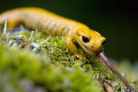 Wildes Spanien – Der Asturische Feuersalamander ist der einzige mit einer komplett gelben Färbung - an Bachufern geht er auf Beutefang