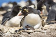 Ein perfekter Planet – Felsenpinguine brüten auf hohen, steilen Klippen der Falklandinseln. Sie sind eigentlich perfekt an ein Leben im Wasser angepasst, trotzdem gelingt es ihnen, selbst bei hohen Brandungswellen ihren Nistfelsen zu erklimmen.