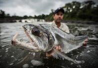 Zeb Hogans Monsterfische – Mit seinen säbelartigen Zähnen kann einem der Payara ganz schön Angst einjagen, doch nicht mit Zeb Hogan. Er hält seinen Fang stolz fest ...