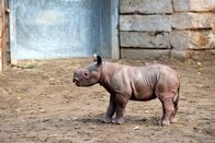 Zoo-Babies – Mi, 12.11., 11:55 Uhr