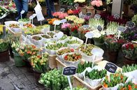 alpha-thema: Frühling ... es blüht!: Die Wahrheit über ... – Blumenmarkt in Amsterdam.