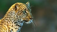 Die Leopardin – Im Laufe von 2,5 Jahren gelangen wunderschöne Aufnahmen von den Leoparden und ihrem Sozialleben.