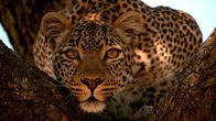 Der Leopard mit den Jade-Augen – Fig in a tree, looking alert.