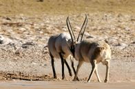 Wilde Tierreiche – Zwei männliche Tschirus beim Duell