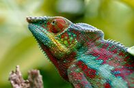 Madagaskar oder der große Karneval der Chamäleons – Behelmt, gehörnt, filigran oder kolossal – Chamäleons gibt es in allen möglichen Farben, Größen und Erscheinungsformen.