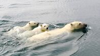 Die Reise der Eisbären – Immer weitere Strecken muss die Eisbärenmutter mit ihren Jungtieren schwimmen.