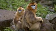 Helden der Evolution – Stumpfnasenaffen.