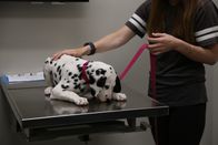 Die Tierärzte von Houston – Keva the Dalmatian licking the table with the owner holding her leash.