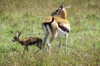 Serengeti – Eine Babygazelle mit ihrer Mutter: Wo so viele hungrige Mäuler lauern, hilft den Tieren nur aufmerksam und schneller zu sein.