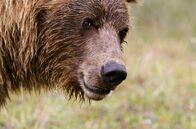 Alaska - Im Land der Bären – Grizzlybär
