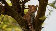 Der Leopard mit den Jade-Augen – Toto lying in a tree.