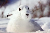 Die vier Alpen – Schneehase (Lepus timidus), Europäische Alpen.