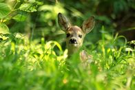 Universum: Der wilde Wald der Kaiserin – Rehkitz.