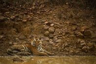 Wildes Indien – Tadoba-Nationalpark, Maharashtra, Indien: Ein Tiger, der an einem schlammigen Teich liegt, mit seinem Spiegelbild im Wasser.
