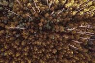 Unter Bäumen – Eukalyptuswälder, die häufig aus verschiedenen Arten der Gattung Eucalyptus bestehen, sind ein charakteristisches Merkmal der Landschaft Australiens.