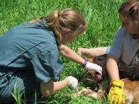 Der unglaubliche Dr. Pol – MECOSTA, MICH - Dr. Emily sticht mit einer Lanze in den Abszess, während Tracy das Kalb festhält, und der Eiter fliegt! Der stinkende Schleim muss abgelassen und gereinigt werden, um eine gute Heilung zu gewährleisten. (Bildnachweis: National Geographic Channels/Elise Leichtnam)