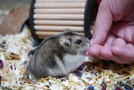 Beste Freunde - das Tiermagazin – Ein Zwerghamster wird in seinem Gehege von der Hand gefüttert