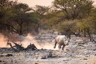 Namibia - Im Land der letzten Riesen – Black Rhino running in Namibia