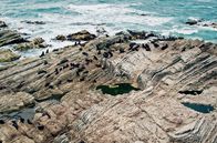 Mit dem Zug ... – Kaikoura an der Ostküste der Südinsel: ein fruchtbares Erdbebengebiet mit Kolonien von Seelöwen