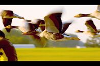 Zugvögel – Von Menschen aufgezogene Graugänse lernen das Fliegen.