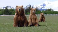 Grizzlys hautnah – Bärenmutter mit Nachwuchs.