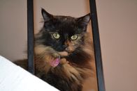 Der Katzenflüsterer – Princess Puffy Pants on the stairs in the house.